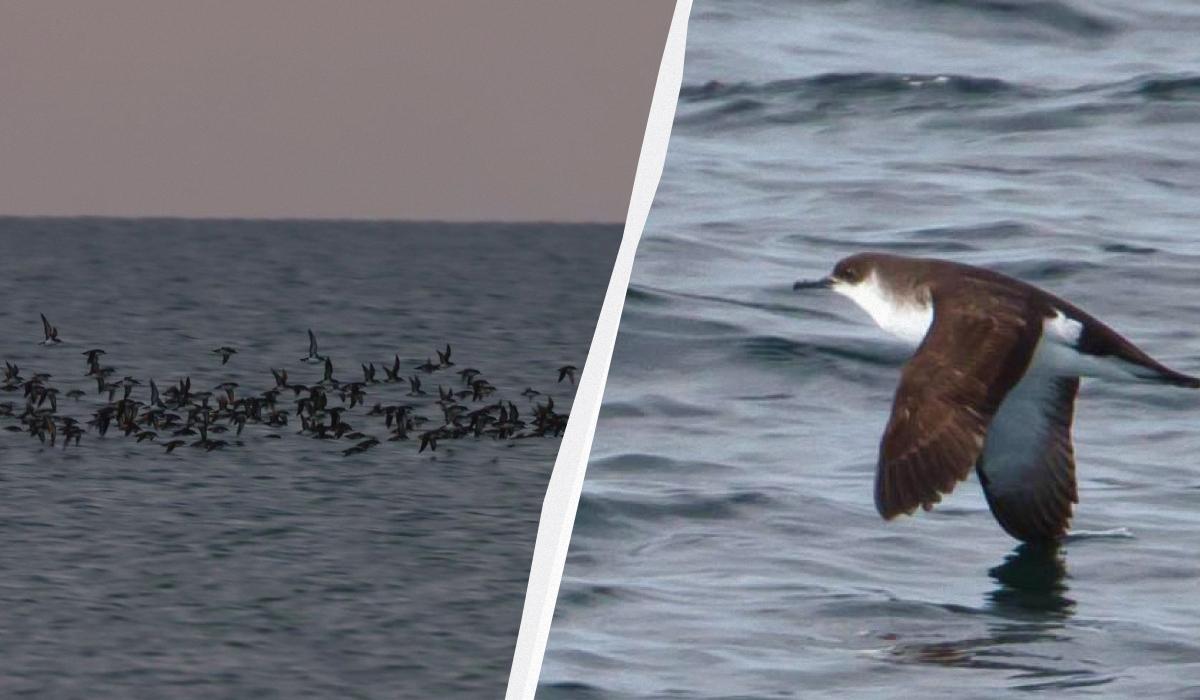 'Такої краси не бачив': на Одещині науковець зафіксував небувалу кількість буревісників