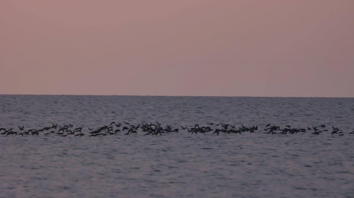 'Такої краси не бачив': на Одещині науковець зафіксував небувалу кількість буревісників