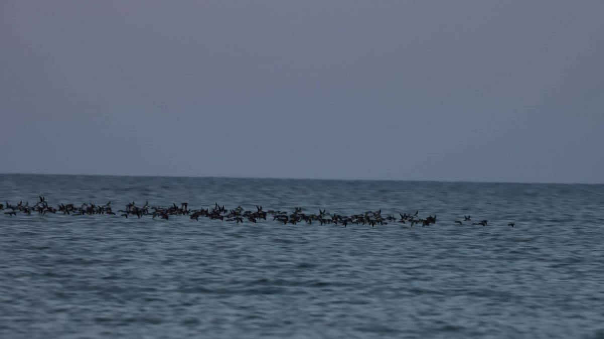 'Такої краси не бачив': на Одещині науковець зафіксував небувалу кількість буревісників