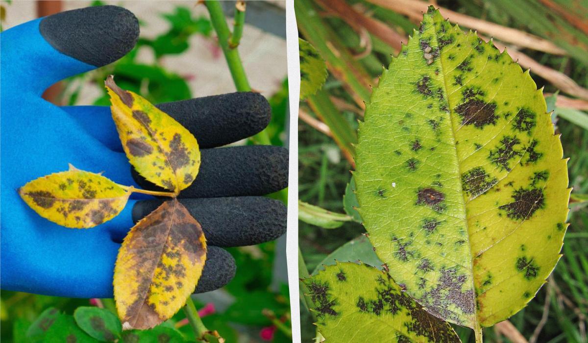 Найкращий спосіб профілактики чорної плямистості: що робити, щоб запобігти захворюванню