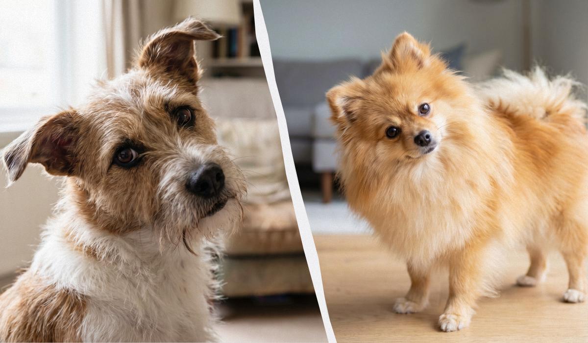 що означає, коли собака нахиляє голову