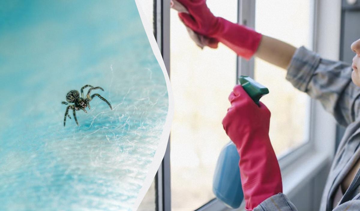 Ці три запахи для павуків нестерпні: як назавжди прогнати комах