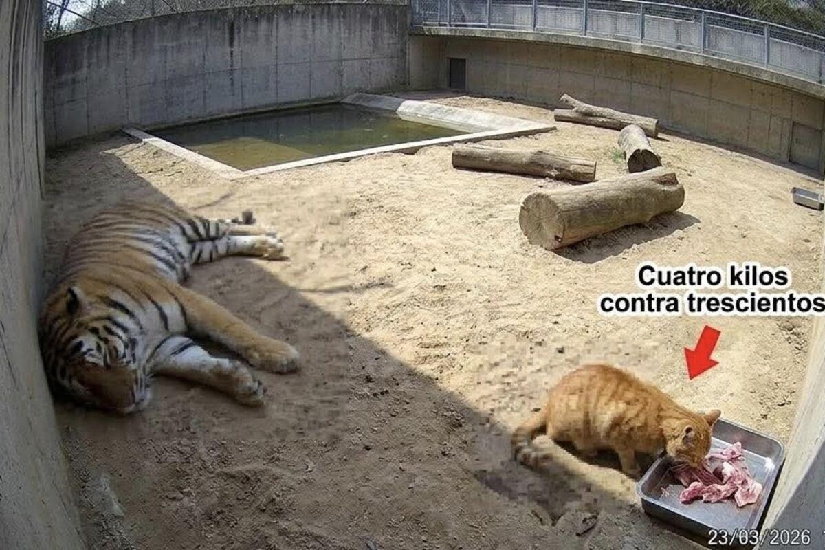 У зоопарку Мехіко викрили рудого кота, який постійно краде їжу в бенгальського тигра (фото)