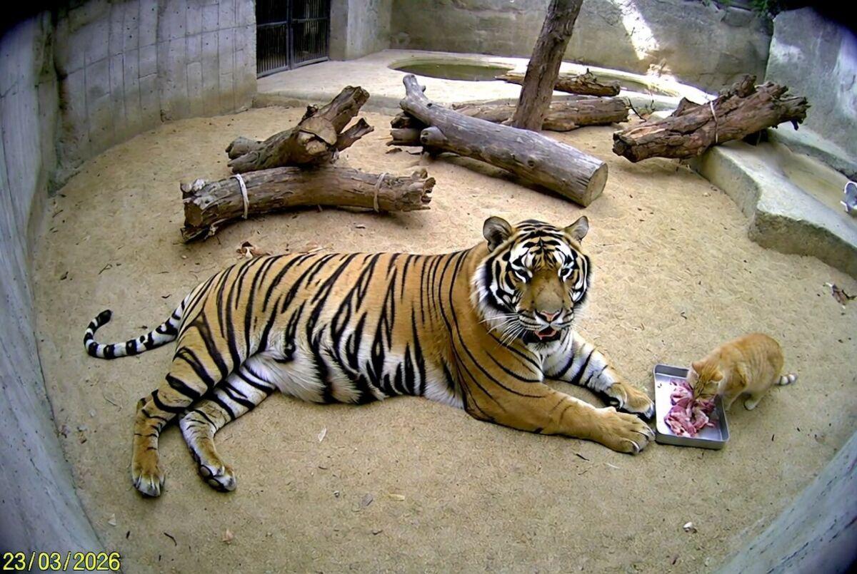 У зоопарку Мехіко викрили рудого кота, який постійно краде їжу в бенгальського тигра (фото)