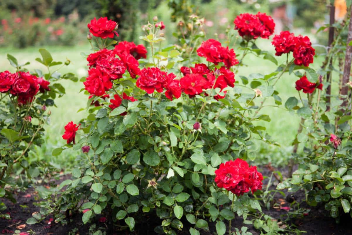 Вони гниють та борються за воду: які пари росли не рекомендують садити поруч