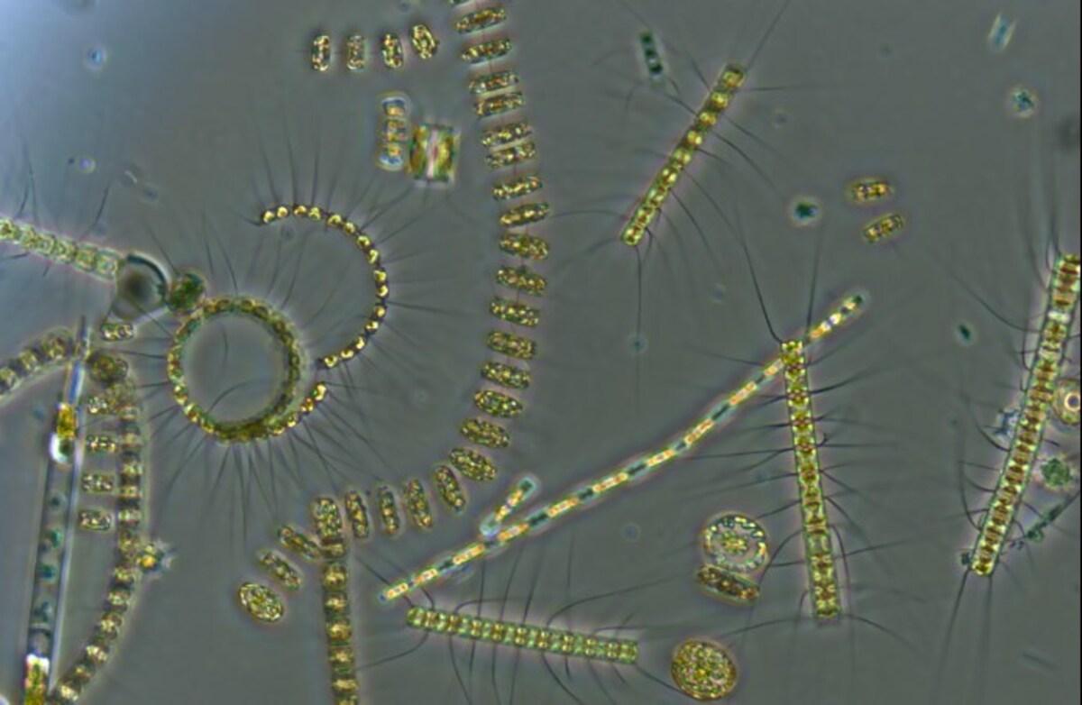 Вчені розкололи камінь віком 445 мільйонів років і виявили там дещо неймовірне