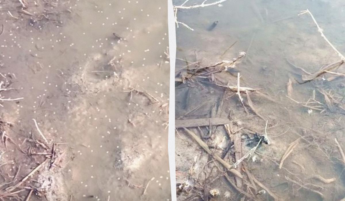 На Одещині помітили хмари з мільярдів комарів: що відбувається