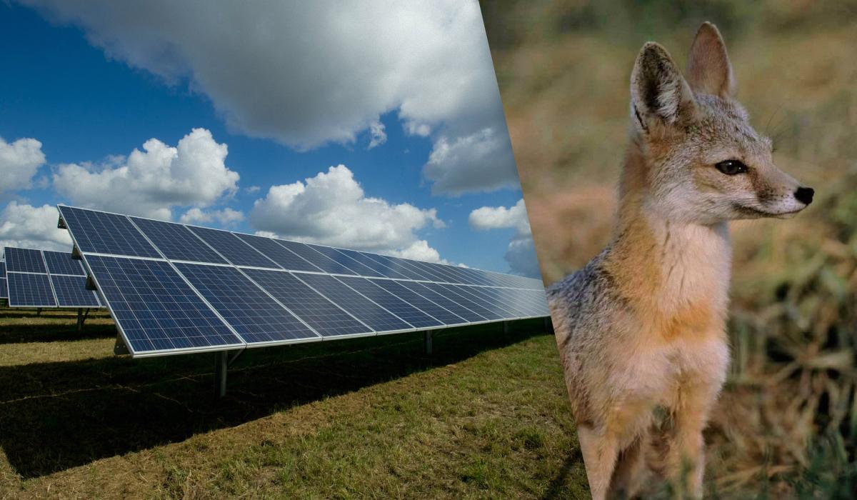 Лисицы проникли на солнечную электростанцию, и произошло нечто неожиданное