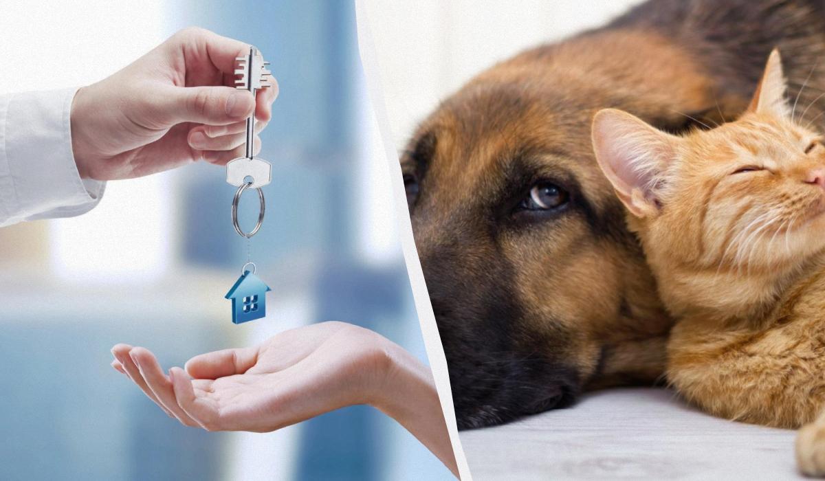 Квартиры для владельцев животных: сколько стоит жилье и где его больше всего