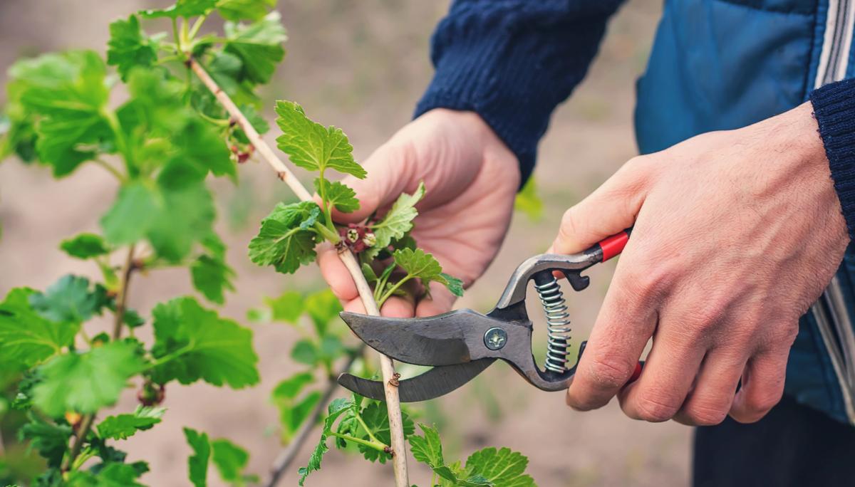 Ученые обнаружили, что растения умеют 'кричать': просто мы до сих пор их не слышали