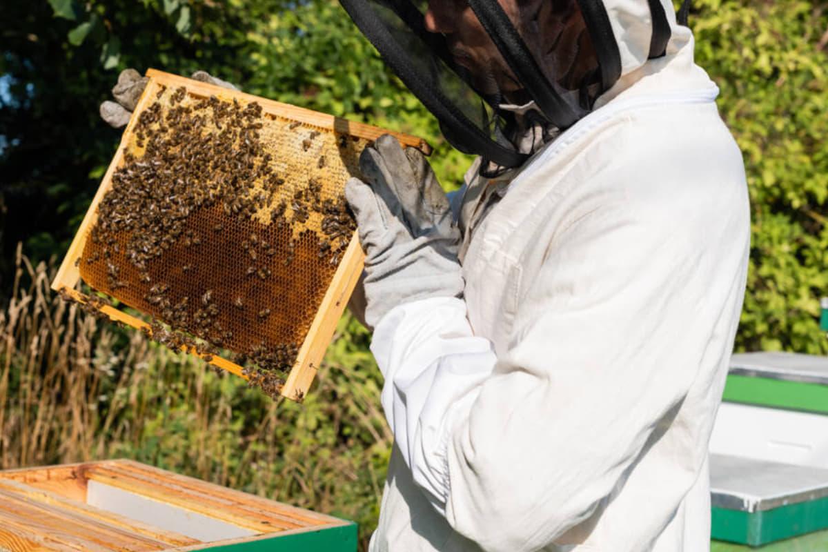 Женщина попала в тюрьму за попытку остановить правоохранителей выпущенным роем пчел