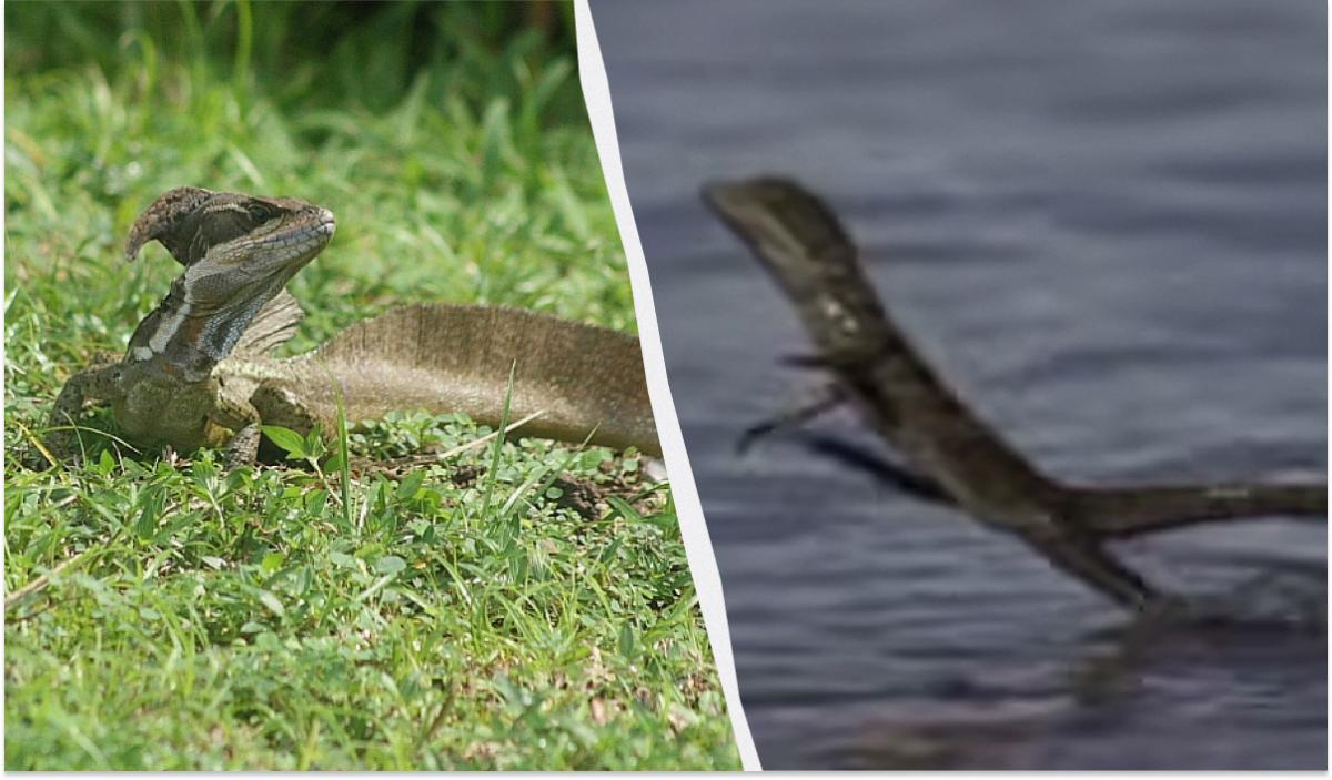 Ходить по воді, як Ісус Христос: вчені показали ящірку, що бігає галопом по річках