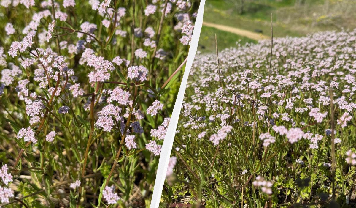 Лілові 'острови' в українській Бессарабії: екологи показали, як виглядає валеріана (фото)