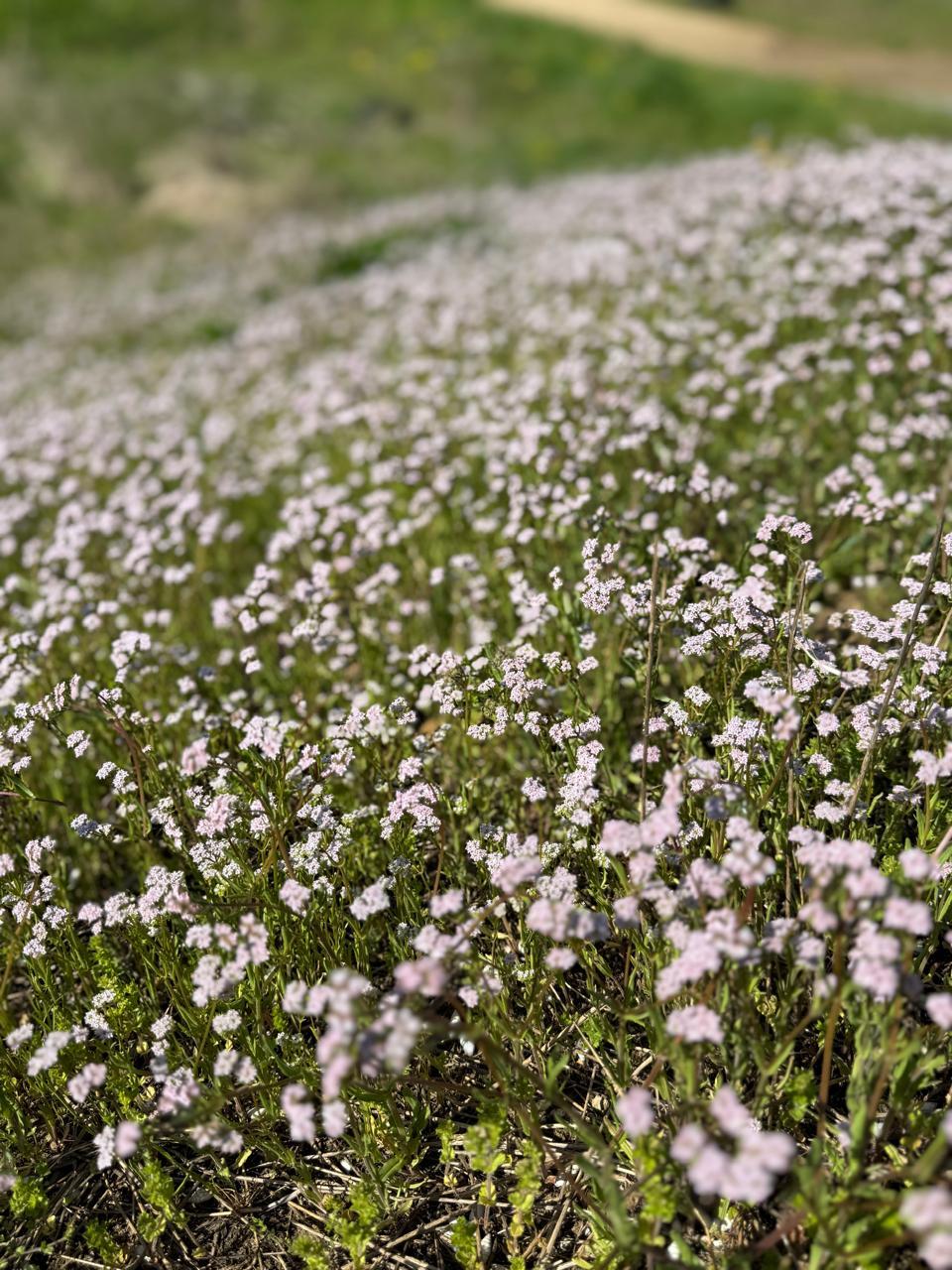 Лілові 'острови' в українській Бессарабії: екологи показали, як виглядає валеріана (фото)