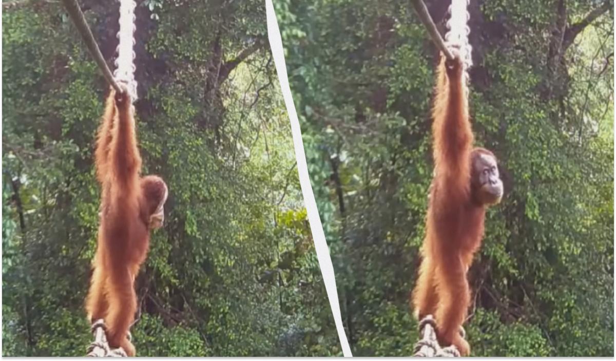 Орангутан нарешті перетнув дорогу канатним мостом: зоологи чекали на це два роки (відео)
