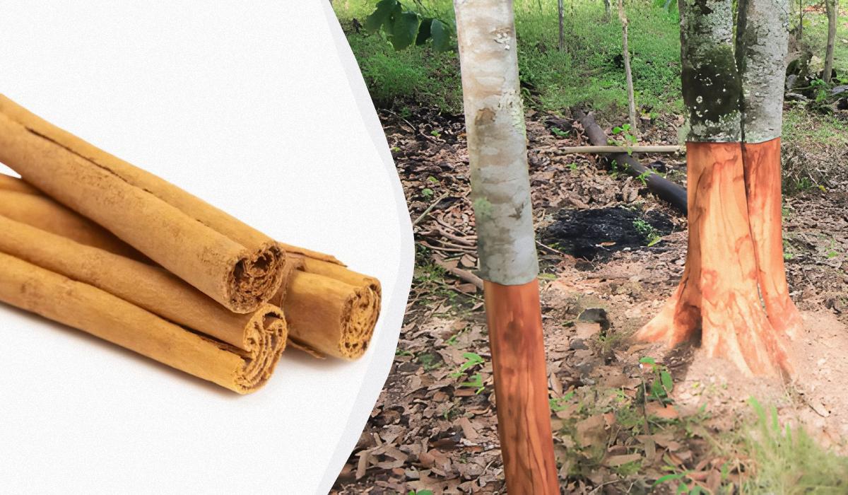 специи и пряности разница