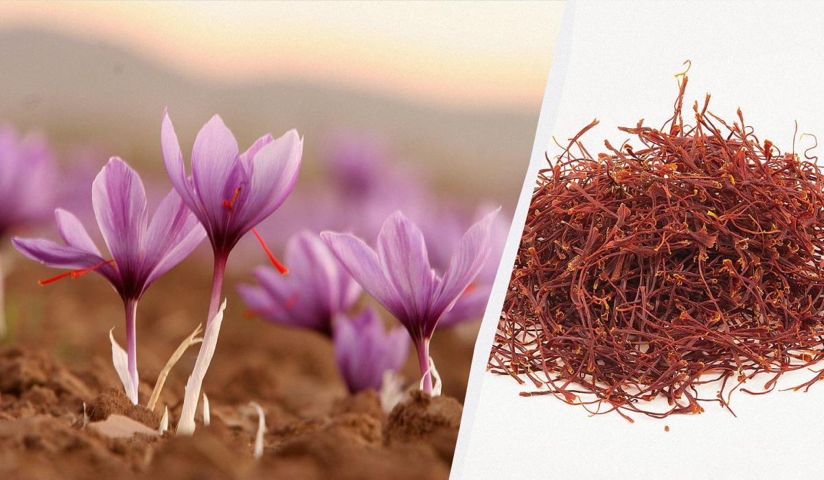 специи и пряности разница