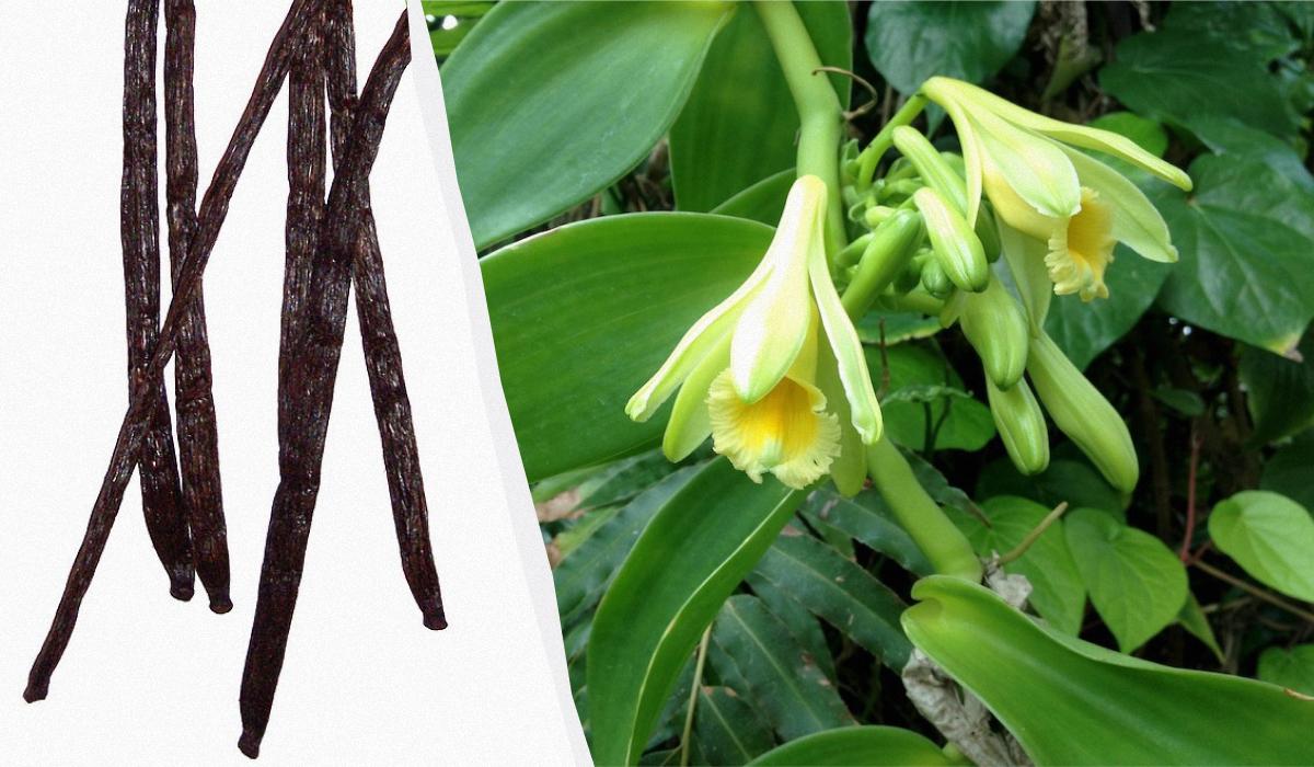 специи и пряности разница