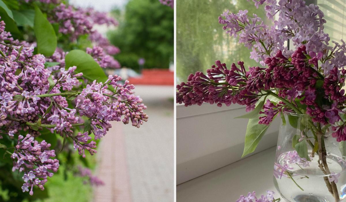 Можно ли ломать сирень на самом деле