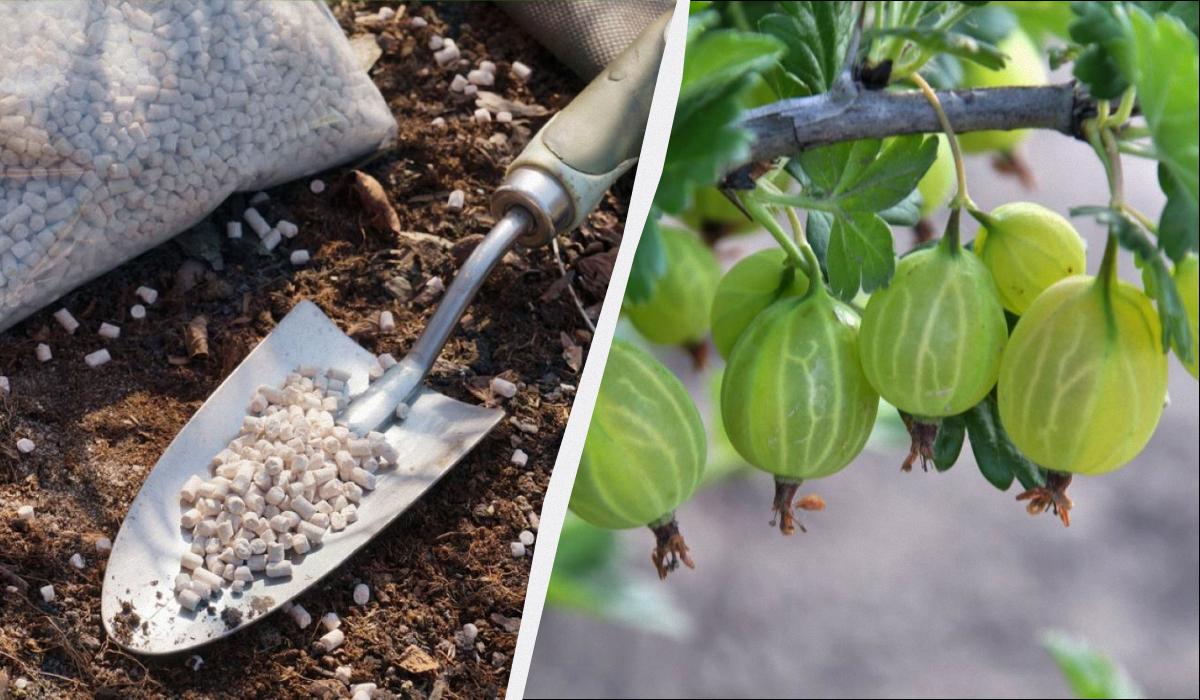 чим підгодувати аґрус навесні