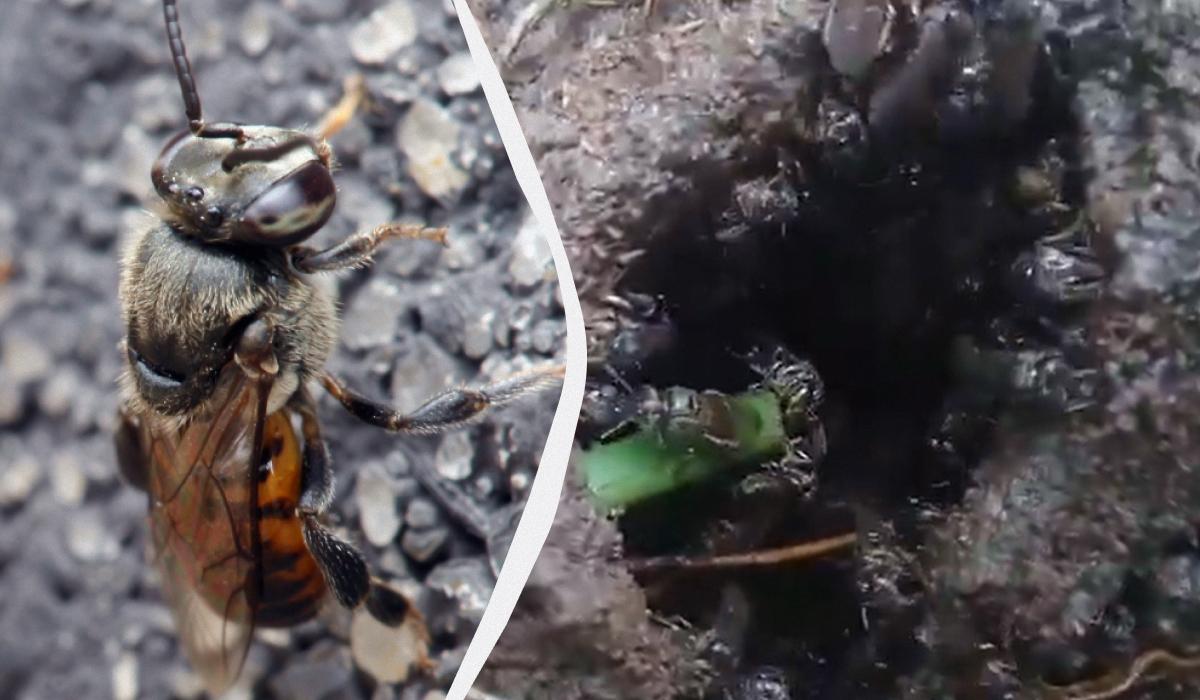 В мире впервые насекомым предоставили права, и теперь они могут 'обращаться в суд'