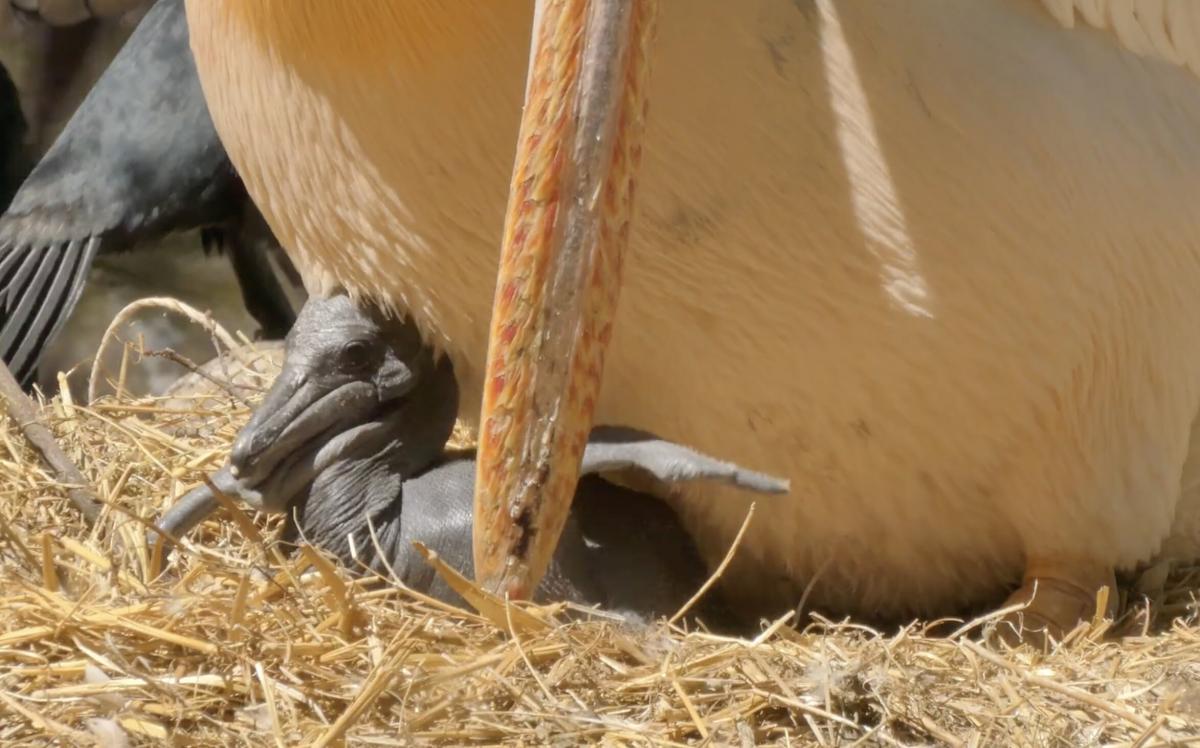 В Одесском зоопарке у редких розовых пеликанов родился птенец: что о них известно