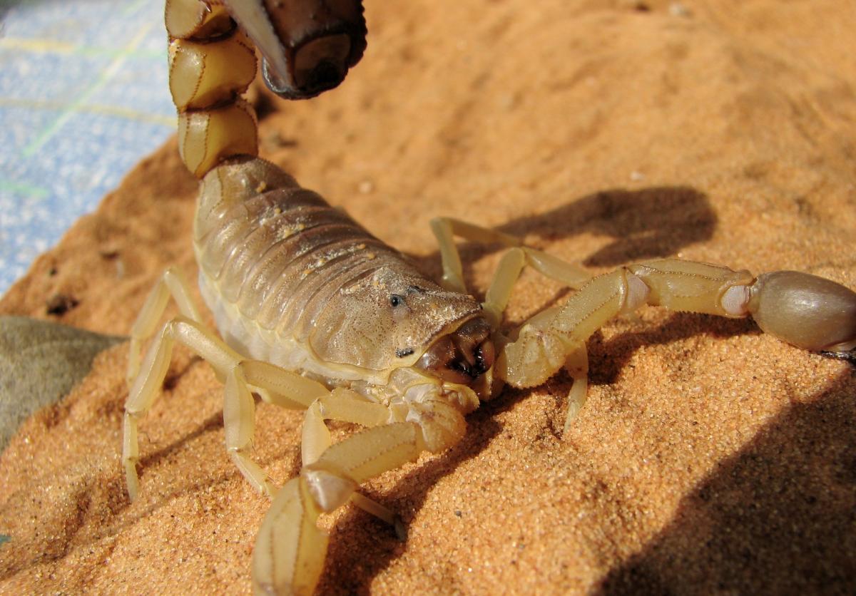 Скорпионы превращаются в кузнецов, чтобы укрепить свои жала и клешни: как это работает