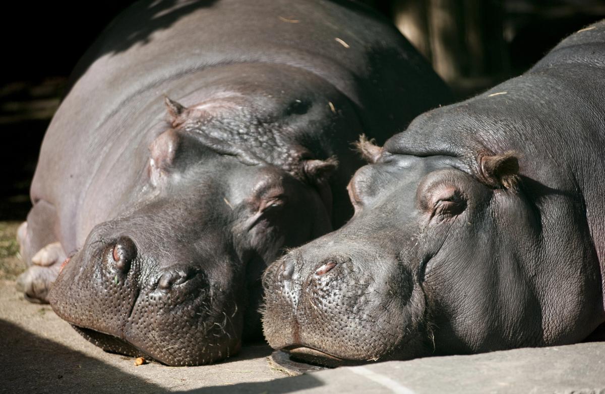 Сын индийского миллиардера хочет спасти бегемотов Пабло Эскобара от смертного приговора