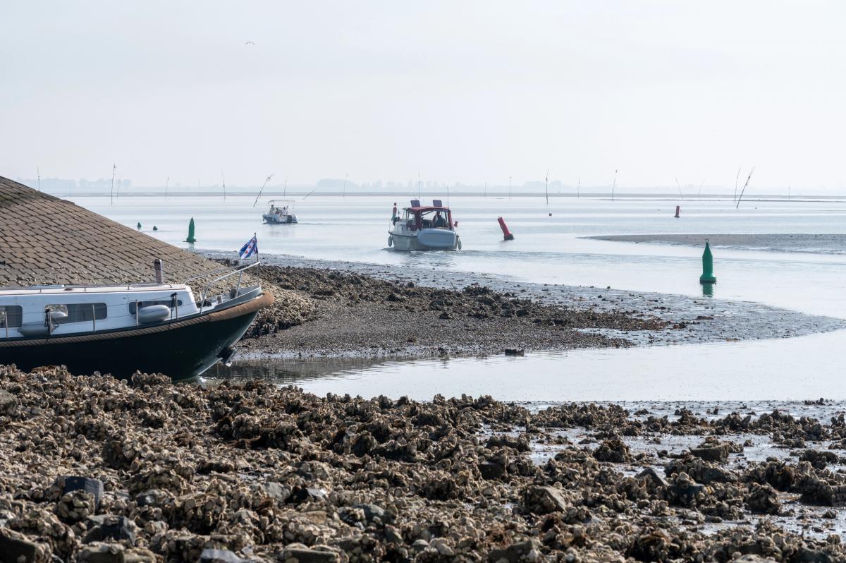 У США готові заплатити $200 000 за спосіб зупинити проблему, яка вже коштує мільярди