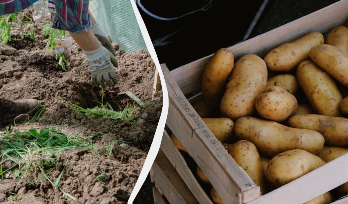 Что положить в лунку при посадке картошки для хорошего урожая