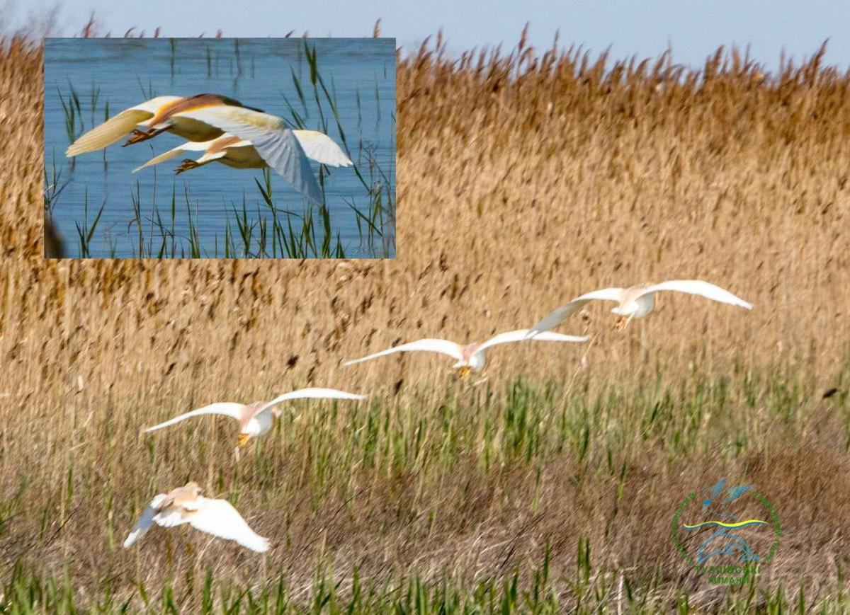 Загадковий стратег: на Одещині помітили незвичайну жовту чаплю