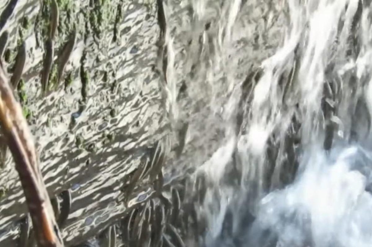 Учені вперше зняли на відео унікальних риб, які повзуть угору 15-метровим водоспадом