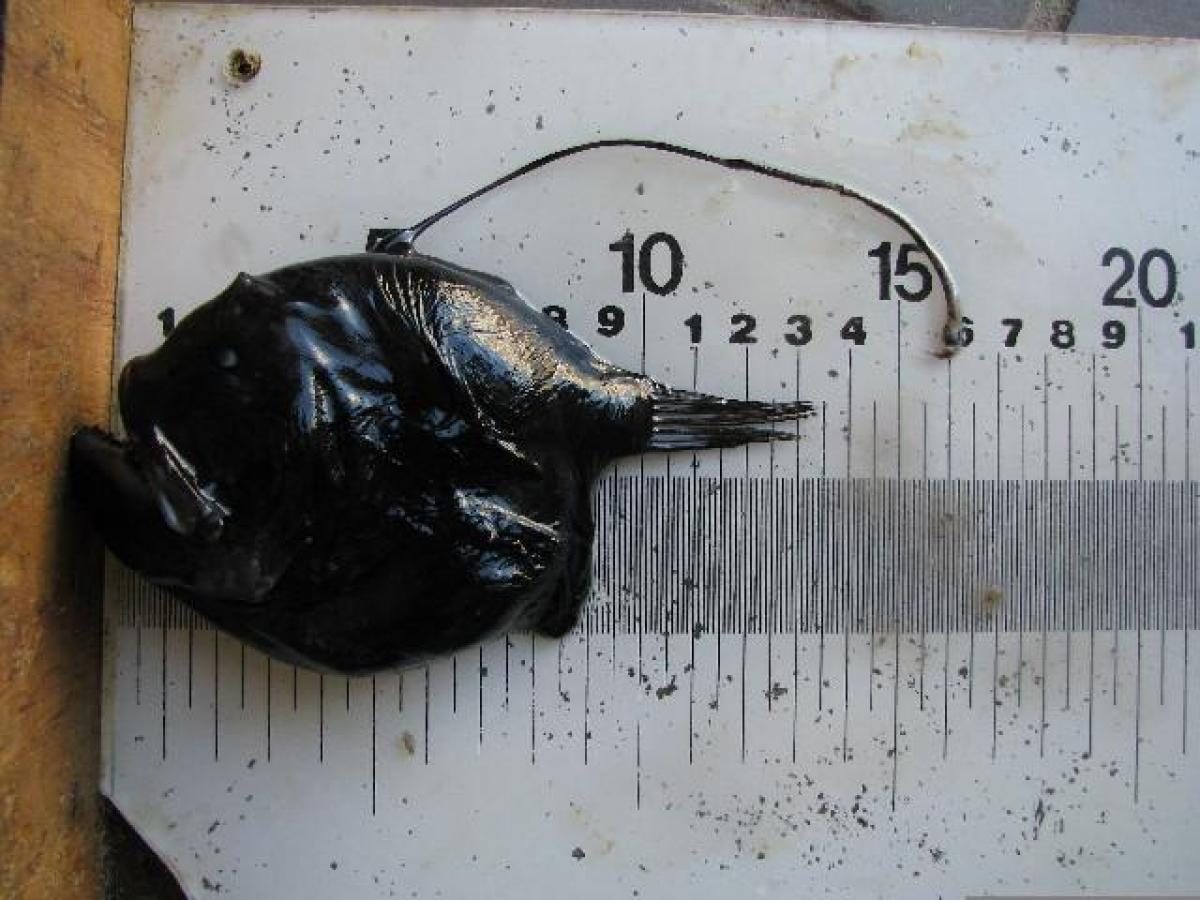 З голови звисає 