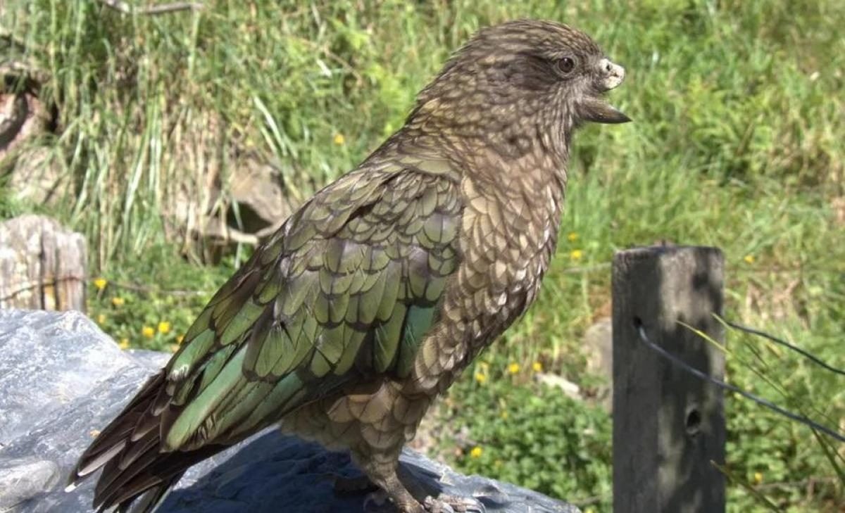 Унікальна поведінка: папуга-інвалід розробив власну "бойову техніку" і став лідером зграї