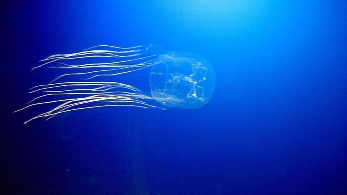 Біля берегів Австралії виявили масове скупчення смертоносних кубомедуз