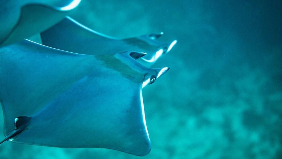 Біля берегів Азорських островів очікується сезонне скупчення рідкісних скатів-дияволів