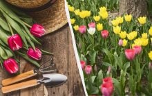 Це потрібно зробити вже зараз, інакше тюльпани не зацвітуть: як і чим їх підгодувати