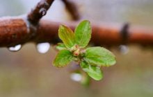 У середині тижня Україну розігріє до +19°, але дощі продовжаться, - синоптикиня Діденко