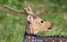 Олені почали скидати свої роги: експерти пояснили, чому їх не можна забирати