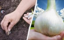 В ямку с чесноком добавляю ложку удобрения: головки вырастают размером с кулак