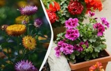 Чудово ростуть у тіні практично без догляду: 5 розкішних багаторічних рослин