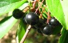 Сік цієї рослини зміцнює серце та заряджає енергією: про що йдеться та як його приготувати