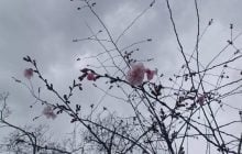 У Києві почався сезон цвітіння сакур та магнолій: де їх можна побачити