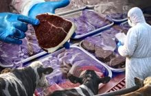 Ящур на експорт: Росія знищує худобу й водночас продає заражене м’ясо по всьому світу