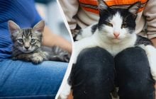 Почему кошка постоянно сидит или лежит на человеке: что это значит