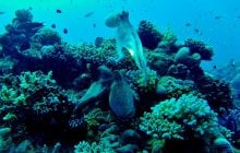 Под водой обитают существа с высоким интеллектом: что известно об их способностях