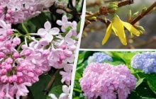 Могут не зацвести: садоводы назвали 12 растений, которые нельзя обрезать весной