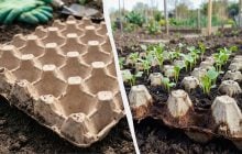 Опытные хозяйки давно пользуются этими советами: как лоток от яиц пригодится в огороде