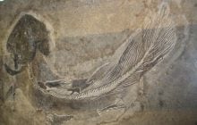 В 1938 году рыбаки поймали "призрака", вымершего миллионы лет назад