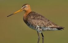 В Одесской области заметили интересную птицу, в честь которой назван астероид (видео)